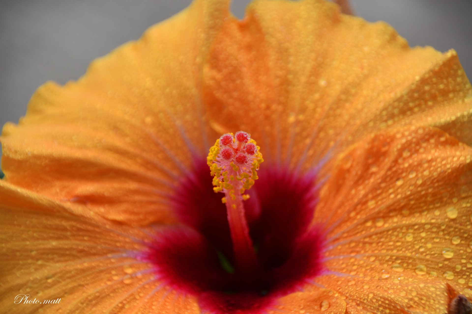 Majestueux hibiscus