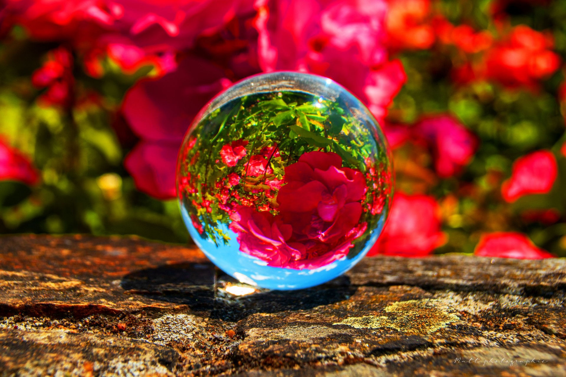 Roses en bulles
