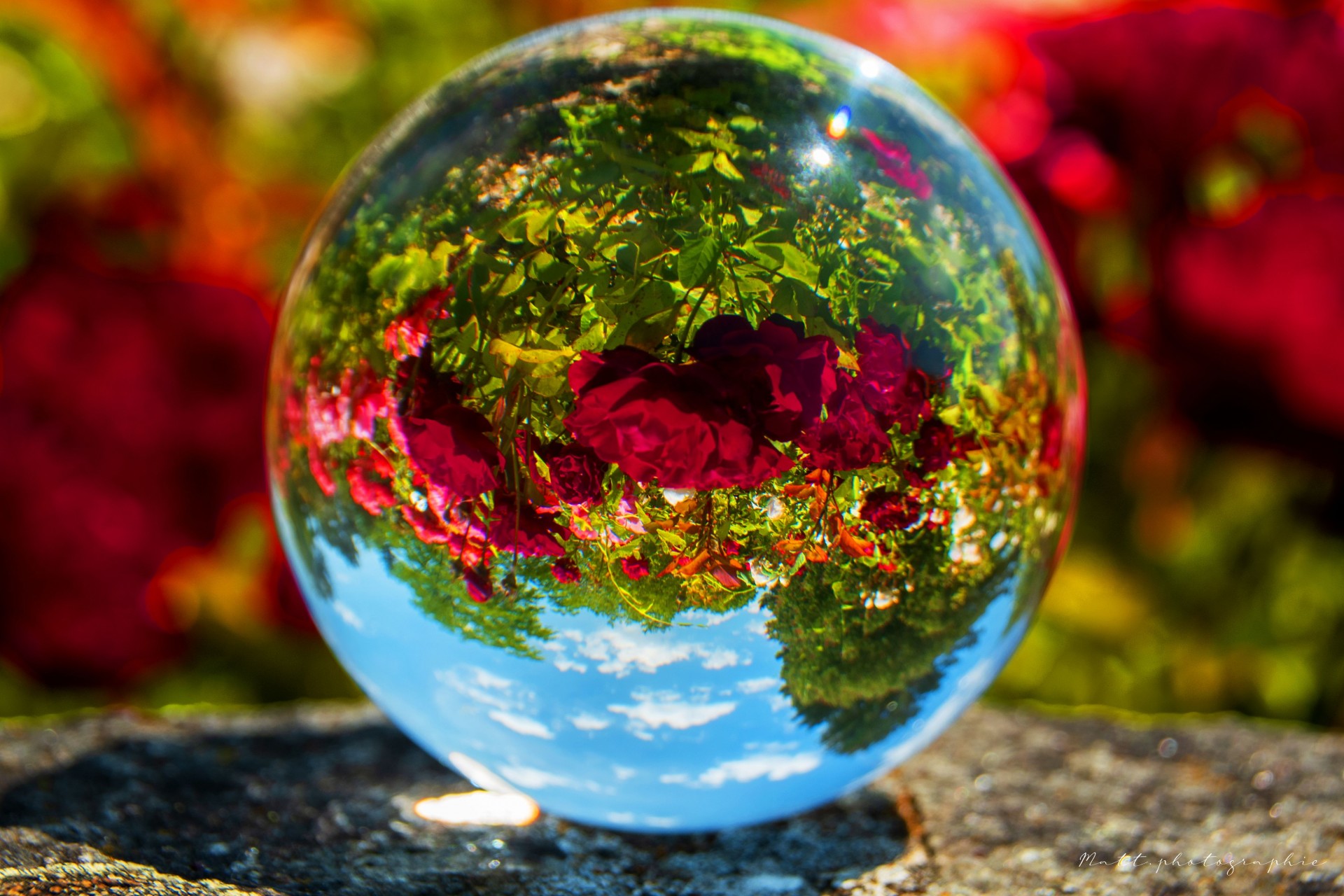 Bulles de roses