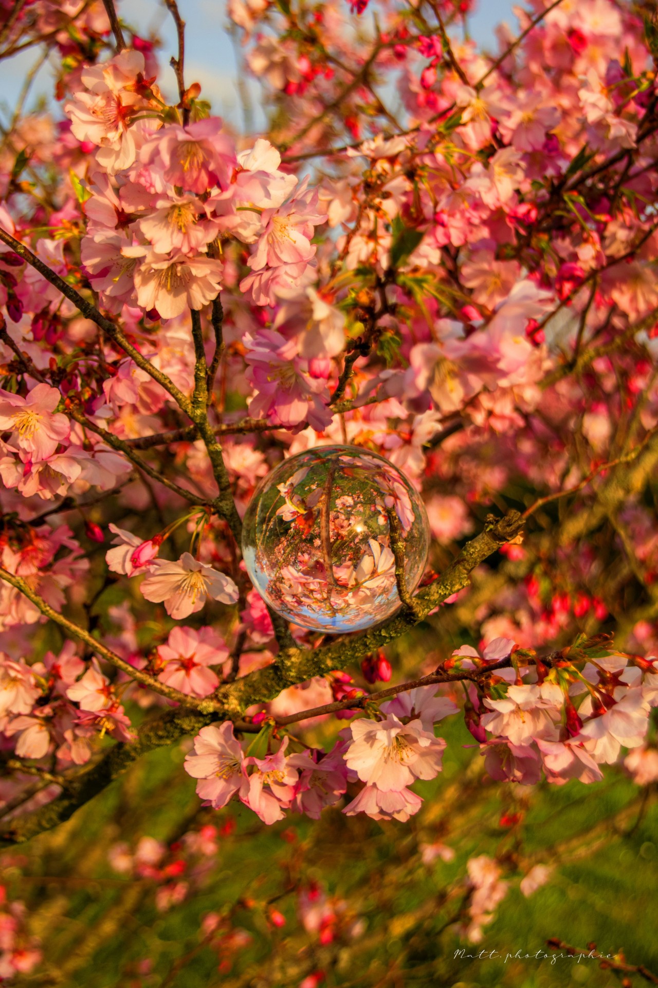 Et voilà le printemps - Pornic- 2022