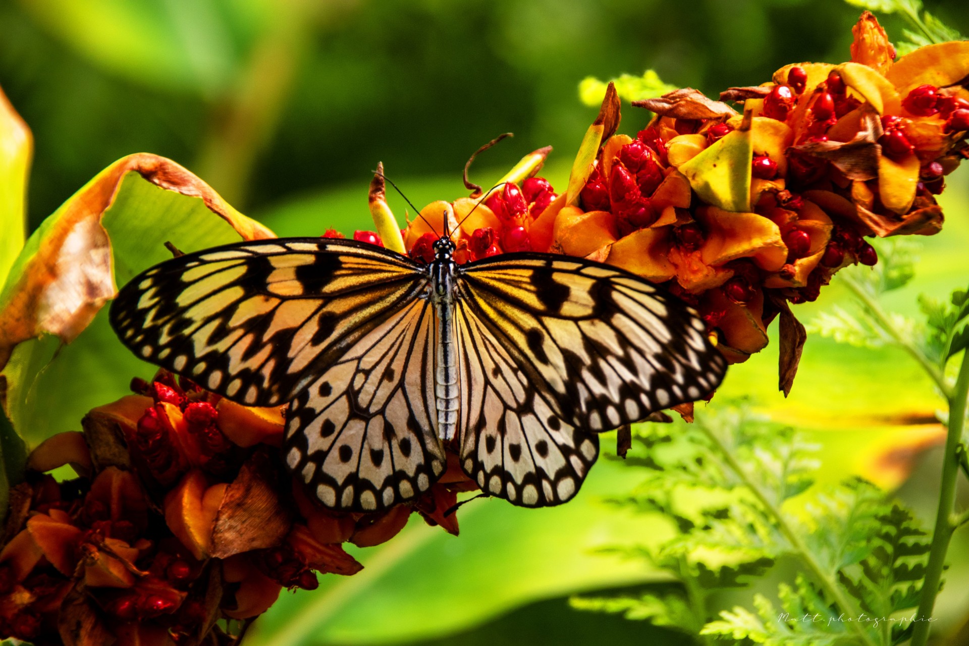 Envol du papillon